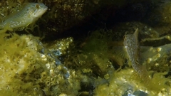 Hexagrammos decagrammus