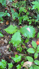 Quercus montana
