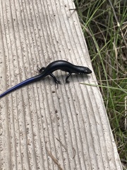 Plestiodon obsoletus