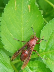 Gyrostoma