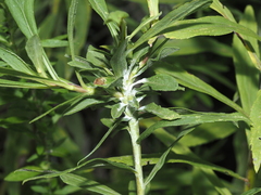Rhopalomyia solidaginis