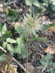 Clematis ligusticifolia