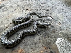 Lampropeltis holbrooki