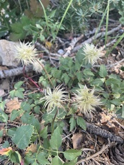Clematis ligusticifolia