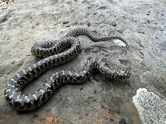 Lampropeltis holbrooki
