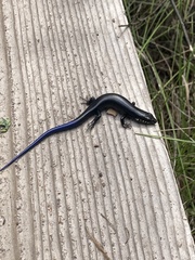 Plestiodon obsoletus