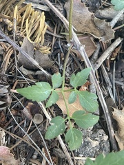 Clematis ligusticifolia