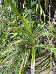 Freycinetia arborea