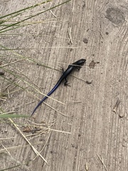 Plestiodon obsoletus