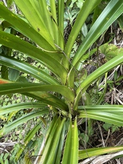Freycinetia arborea