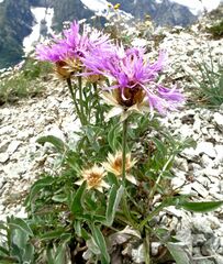 Psephellus caucasicus