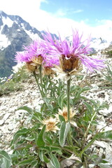 Psephellus caucasicus