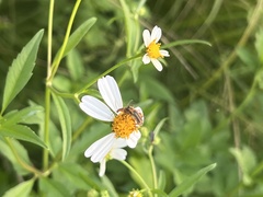 Chauliognathus marginatus
