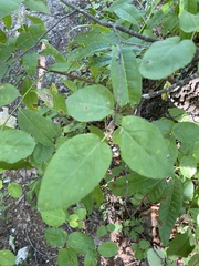 Amelanchier arborea