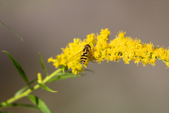 Syrphus rectus