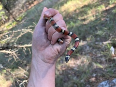 Lampropeltis gentilis