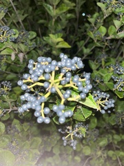 Viburnum deamii
