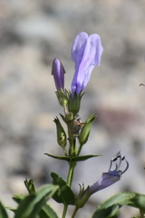 Penstemon ellipticus