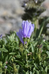 Penstemon ellipticus