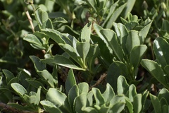 Penstemon ellipticus