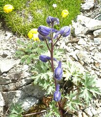 Delphinium caucasicum
