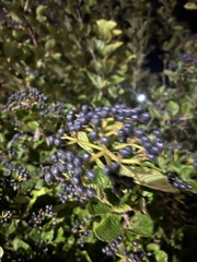 Viburnum deamii