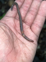 Lumbricus