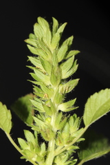 Acalypha infesta