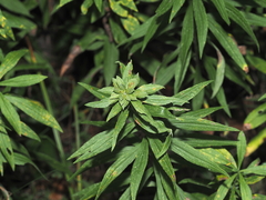 Asphondylia solidaginis