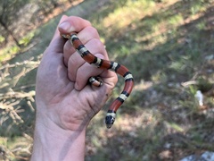 Lampropeltis gentilis