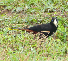 Psarocolius decumanus