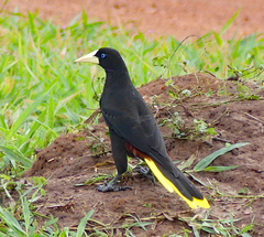 Psarocolius decumanus