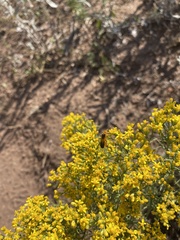 Chauliognathus basalis