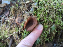 Pezizaceae
