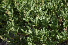 Penstemon ellipticus