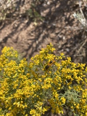 Chauliognathus basalis