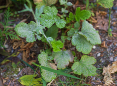 Geum macrophyllum