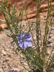 Linum lewisii