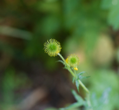 Geum macrophyllum