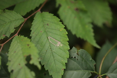 Agromyza aristata
