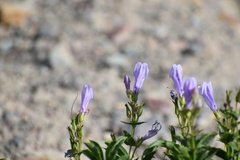 Penstemon ellipticus