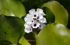 Pontederia azurea