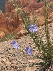 Linum lewisii