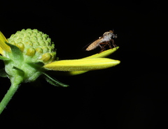 Holcocephala