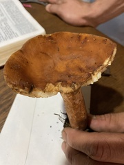 Gyroporus castaneus