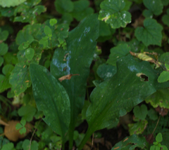 Lysichiton americanus