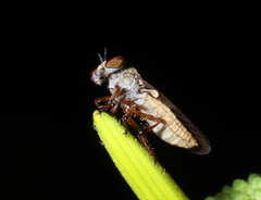 Holcocephala