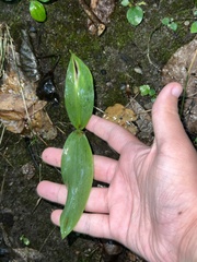 Convallaria majalis