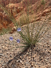 Linum lewisii
