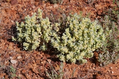 Atriplex holocarpa
